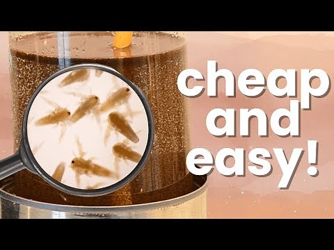 DIY Brine Shrimp Hatchery Tutorial - Feed Fish and Fry