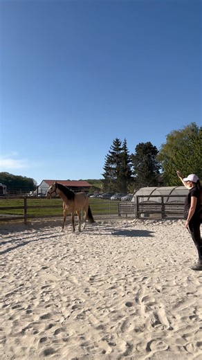Tigre #chevalpassion #horse #equestrian #work #cheval #show #liberte #liberty #connection #riding