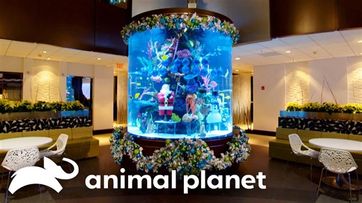 An Aquatic Christmas Tree Inside a Cylindrical Fish Tank