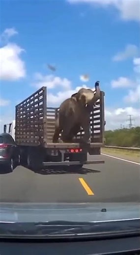 Elephant got angry 😤 #shortsfeed #animals #animallife #elephant #accident