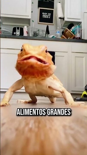 This is how lizards eat #animals #curiosities