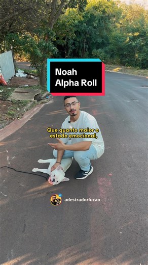 ALPHA ROLL FUNCIONA? ➡ O Alpha Roll é muito usado para conter animais agressivos e, com certeza, é uma das técnicas mais criticadas e julgadas! Mas além dessa função, essa técnica serve para gerar submissão e também relaxamento! Se o seu animal fica muito eufórico nos passeios e sem controle, então você precisa ensinar que a rua também é lugar de relaxar e ficar calmo! ✅ Nessa situação, a técnica funciona como um “reset” no emocional dele! E você, já precisou usar essa técnica? Comente aqui! 💬 