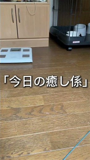 「今日の癒し係」