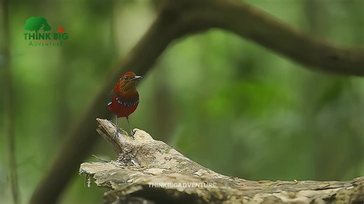 Blue-banded Pitta One of Borneo’s most striking forest birds. With its vivid blue band and calm presence, this ground-dwelling bird is often heard before it is seen. Preferring dense, undisturbed rainforest, the Blue-banded Pitta moves quietly along the forest floor, relying on camouflage rather than flight. Among bird enthusiasts, it has earned the nickname “The Jewel Of Borneo”. Discover Borneo's Wild Side with Think Big Adventure! 📞: 60 16 852 4262 📧: operation.thinkbigsabah@gmail.com 🌐: w