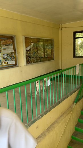 Dogs, like humans, can learn and adapt. They can be taught to dispose of trash properly, just like students do in school. Let's teach our furry friends good habits and set a good example! Basura mo! dalhin mo! - mao nay tagline namo sa ako skul, | Felix Canillo