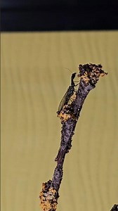 Kamielītis /Snakefly 😍 #nature #daba #insects