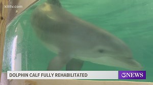 Rescued dolphin calf making full recovery at Wildlife Rescue Center