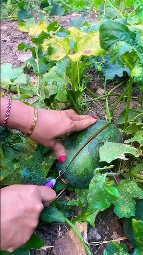 Split Watermelon #watermelon