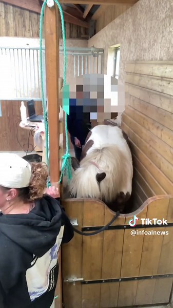 Echographies des juments à la reproduction #elevage #horse #cheval #infoalnews #animaux #jument #inseminationartificielle #veterinaire