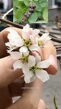 Can you identify these spring-blooming street tree species? #trees