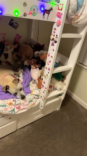 Guy she literally farted and burped.. #dog #cute #haha #aww #haha