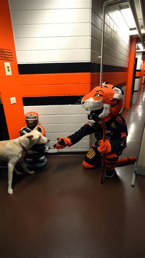 Topi Tiikeri on valmis vuoden 2026 otteluihin! Oletko sä?! 🐯🙏 | KooKoo