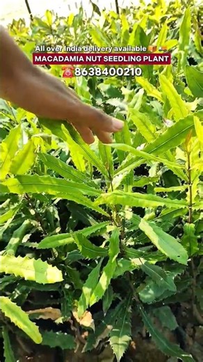 🌰 Macadamia Nut Seedling Plant | Tetraphylla 816 | Most Profitable Farming In India 🇮🇳 !!
