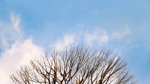 Big Fish - Apple TV