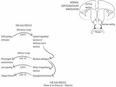 The Gag Reflex- Draw it to Know it, Neuroanatomy