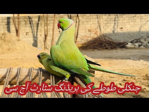 Parrot breeding season start 😍| hom￼ breed parrot 🦜 #parrotvideo