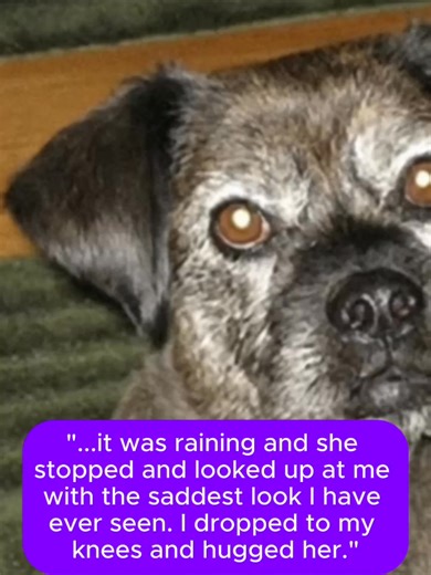 She was part of a group of dogs brought here after Katrina, and I met her while helping out at the shelter. She was cowering in the back of her run the first time I went to walk her. The second time that day that I walked her, it was raining and she stopped and looked up at me with the saddest look I have ever seen. I dropped to my knees and hugged her. After I put her away, I asked the kennel manager if she had a foster home yet, and the answer was, ""No, she is the only one we do not have a ho