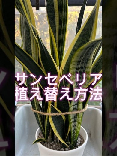 サンセベリアの植え替え方法 ＃サンセベリア＃観葉植物