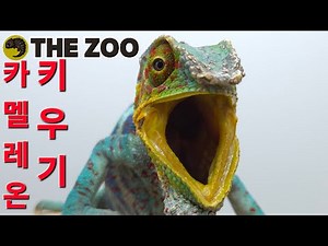 How to raise a chameleon!!