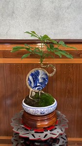 Bonsai mini | Mbak Windy