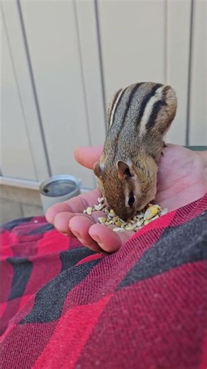 Nature’s Joy Chipmunk Eats From My Hand