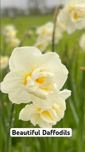 Beautiful Daffodils in Bloom 🌼 Spring Garden Inspiration #garden #gardening #flowers