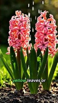 How to Grow Beautiful Hyacinths – Easy Beginner Care Guide