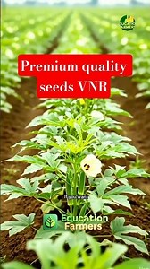 👉 “Top Yield Bhindi Seeds 🔥 | Best Okra Variety for High Production | VNR Okra Seeds”