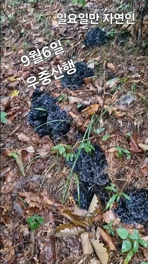 능이정찰산행~까치버섯들이 풍년이구나~ #강원도#버섯산행#버섯#자연#등산#산행#야생#nature#hiking#산삼산행#산삼#강아지#mountains