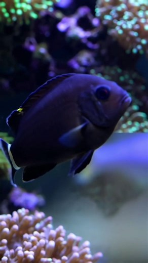 Fish Changes Color From Black to Yellow #fish #fishsong #kidssongs