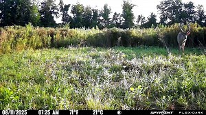 1.9K views · 42 reactions | Understanding the Late Summer Buck...