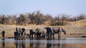 African bush elephant herd drinking in lake side front view in Kruger National park, South Africa ; Specie Loxodonta africana family of Elephantidae