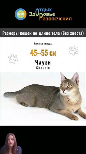 Чаузи — Дикая Элегантность в Вашем Доме | Chausie cat