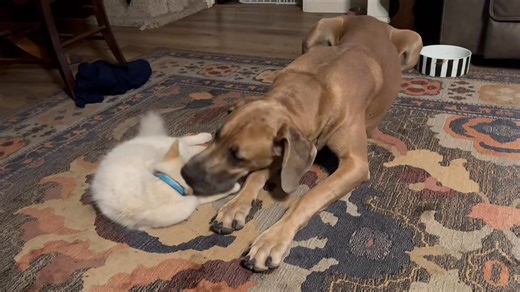 A dose of love, kindness and acceptance from resident friends Grace and Jacz. ❤️❤️ Making a difference one animal at a time. www.dogwoodanimalrescue.org | Dogwood Animal Rescue Project
