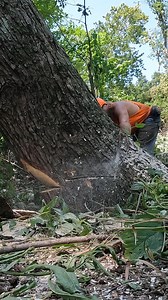 Hard leaning maple | Boys In The Woods