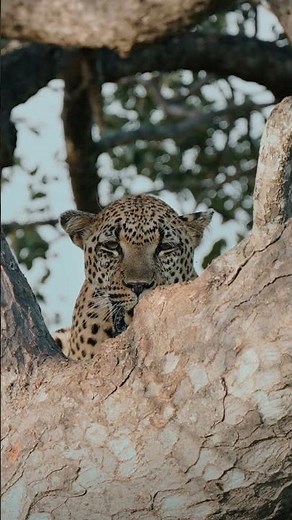 Jaguars Perfect Camouflage in the Wild 🤯