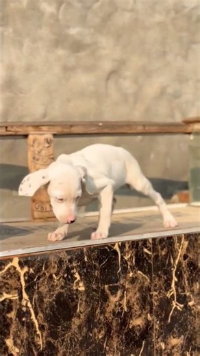 8810623046 Dalmatian puppy booking open spotted puppies vaccinated active & healthy pups ready