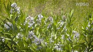 Native Plants for Beginners | Year-Round Gardening