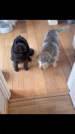 Two new videos for you! Yoghurts and carrots….Casp with the dramatics of course | TeamCasp47