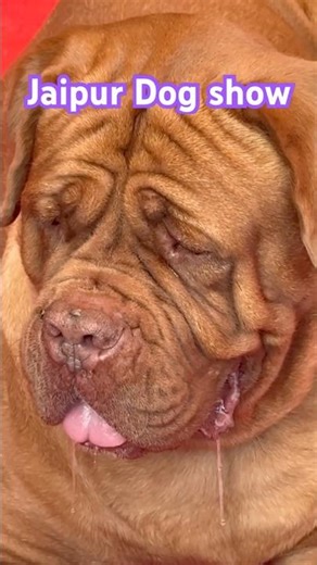 Jaipur dog show #trending#viral#jaipur#dog