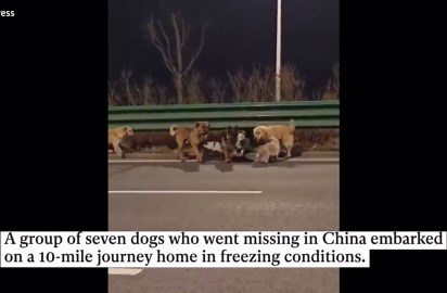 Seven dogs trek 10 miles in freezing temperatures to find way home in scene straight out of Homeward Bound