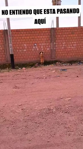 Un perrito | La vida