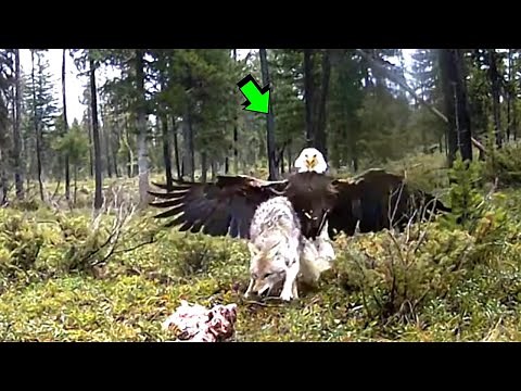 7 WILD ANIMAL BATTLES CAUGHT ON CAMERA | Episode 42 | THE LAW OF THE MIGHTY