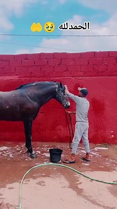 الحمدلله 🥹🤲 #الله يبارك 🥹❤️ #رمى_سيدس_جابر_الخيل #رمى_سيدس_جابر #الخيول_عربية_اصيلة #تبوريدة #الخير #الخيول #سطات #المغرب #الجزائر #الخيل | Yuzar vlogs