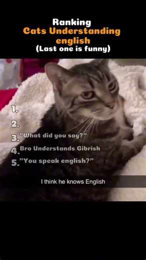 Ranking Cats That Understand English 🐱🧠 #cats #cat #funny #memes