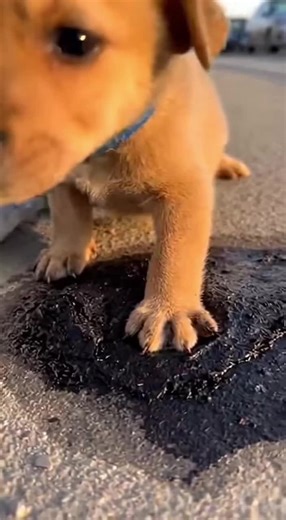 Rescue Mission: Helping Animals in Distress