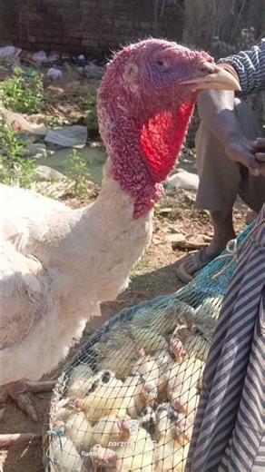 तुर्की का मुर्गी हमारे रांची में बिकता हुआ #fish#turkey#hen#murgi#fishing#viral#worldfishing#village