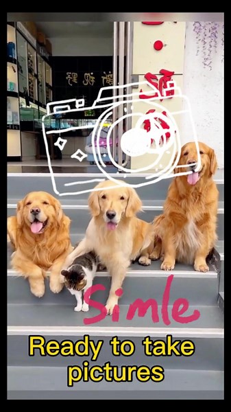 Capturing Moments: 3 Dogs and 1 Cat in a Happy Picture
