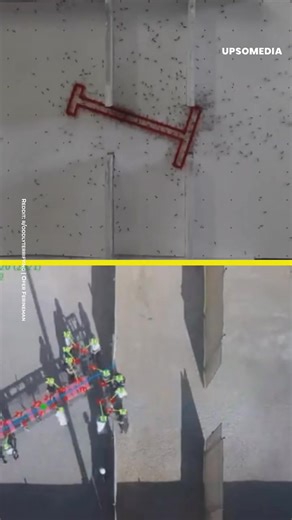 1M views · 1K reactions | Sie mögen zwar Insekten sein, aber sie wissen, wie sie zusammenarbeiten müssen, um erfolgreich zu sein! | Wissen + | Facebook