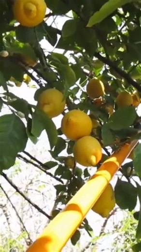 #Lemon Tree #Trimming Season is Here! #citrus #orange #socal #fruit